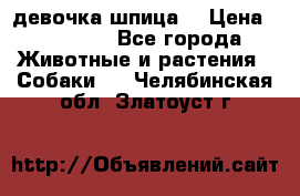 девочка шпица  › Цена ­ 40 000 - Все города Животные и растения » Собаки   . Челябинская обл.,Златоуст г.